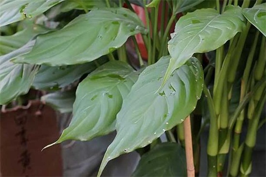 万年青如何养殖办法，做好六点更好养殖