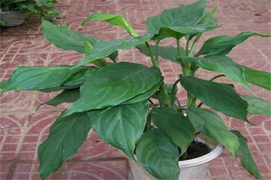 万年青如何养殖办法，做好六点更好养殖