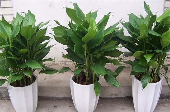 万年青如何养殖办法，做好六点更好养殖