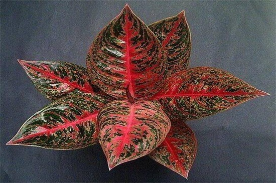 如意皇后长太高如何办，修剪后留意养护即可