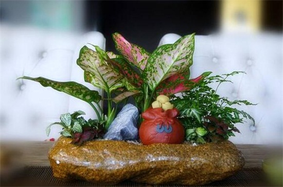 如意皇后长太高如何办，修剪后留意养护即可