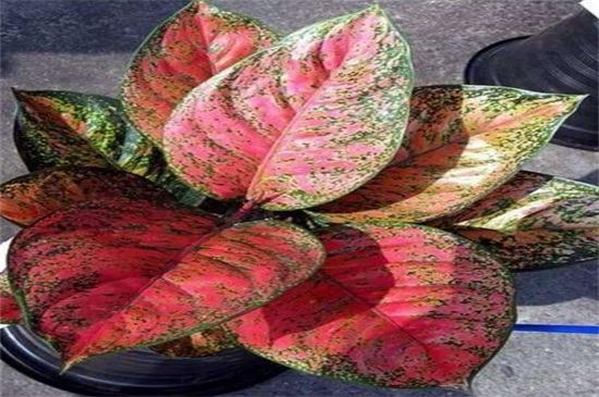 如意皇后长太高如何办，修剪后留意养护即可