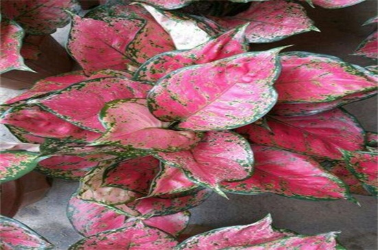 如意皇后长太高如何办，修剪后留意养护即可