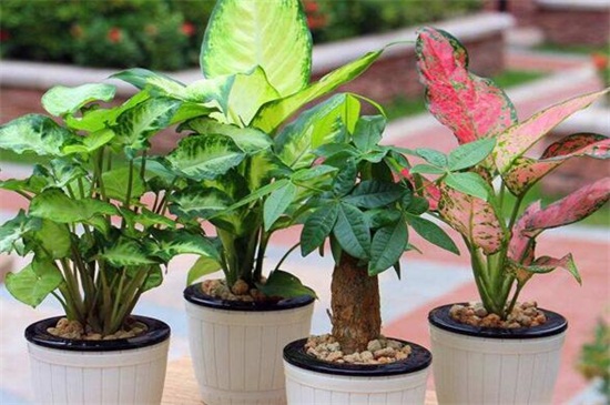 如意皇后长太高如何办，修剪后留意养护即可