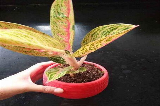 如意皇后长太高如何办，修剪后留意养护即可