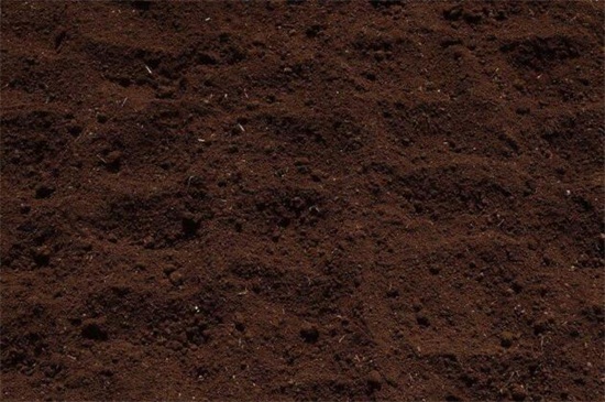 万年青图片及养殖办法，掌握六个要点轻松养殖