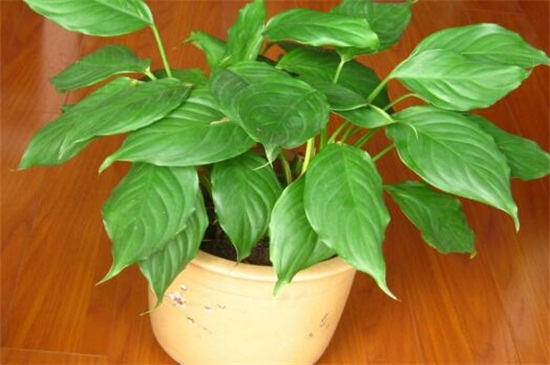 万年青图片及养殖办法，掌握六个要点轻松养殖