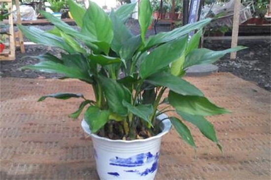 万年青图片及养殖办法，掌握六个要点轻松养殖