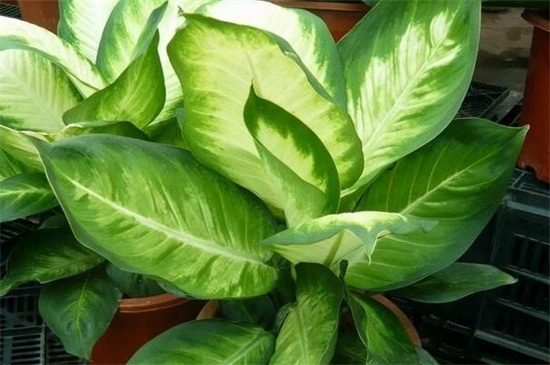 万年青图片及养殖办法，掌握六个要点轻松养殖