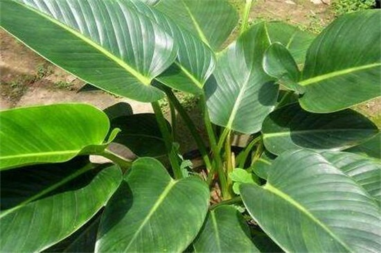 万年青图片及养殖办法，掌握六个要点轻松养殖