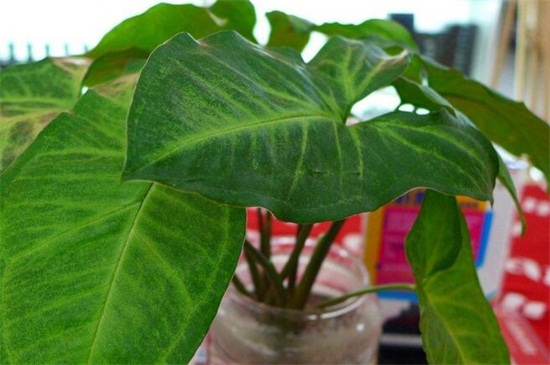 万年青图片及养殖办法，掌握六个要点轻松养殖