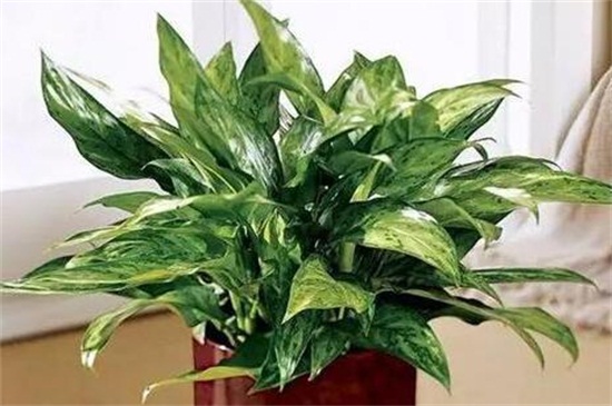 万年青可以用啤酒浇吗,1:50的比例浇灌可达到根外施肥