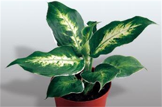 万年青可以用啤酒浇吗,1:50的比例浇灌可达到根外施肥