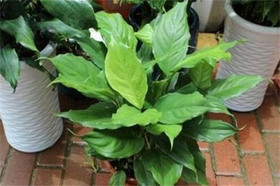 万年青可以用啤酒浇吗,1:50的比例浇灌可达到根外施肥