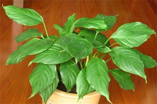 万年青可以用啤酒浇吗,1:50的比例浇灌可达到根外施肥