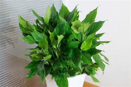 万年青可以用啤酒浇吗,1:50的比例浇灌可达到根外施肥