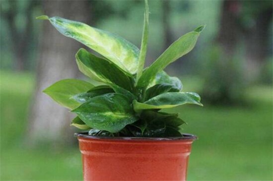 万年青可以用啤酒浇吗,1:50的比例浇灌可达到根外施肥