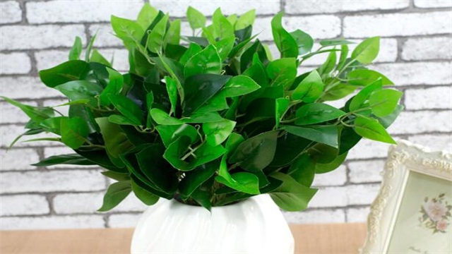 万年青的养殖办法和留意事项