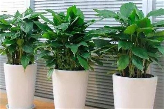 万年青的养殖办法和留意事项