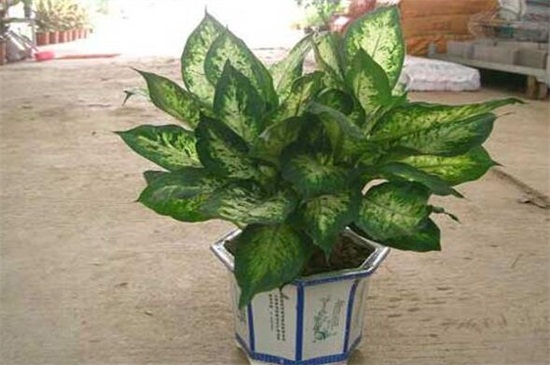 万年青的养殖办法和留意事项