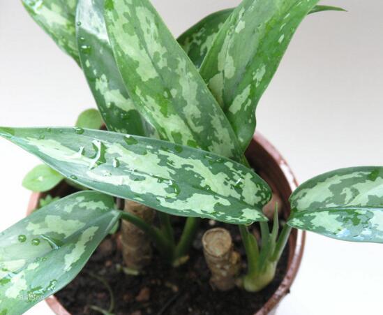 万年青插土里能活吗,嫩枝老枝插土里都可以活