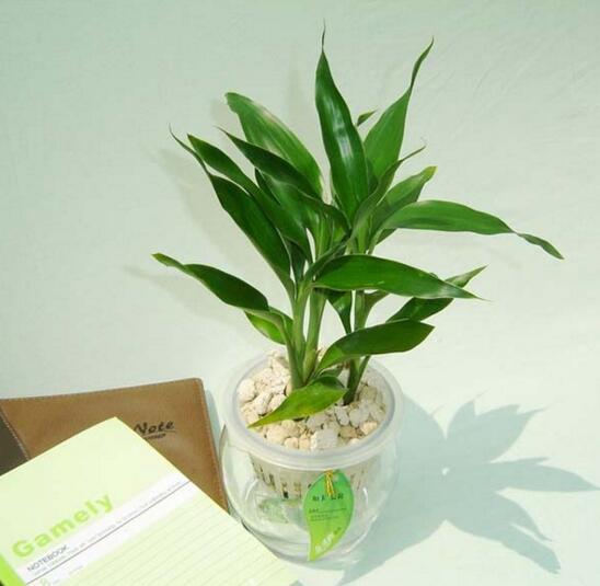 万年青插土里能活吗,嫩枝老枝插土里都可以活