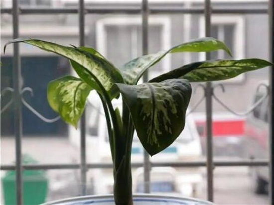 万年青插土里能活吗,嫩枝老枝插土里都可以活