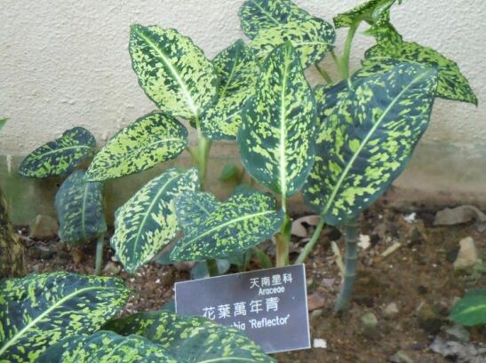 万年青插土里能活吗,嫩枝老枝插土里都可以活