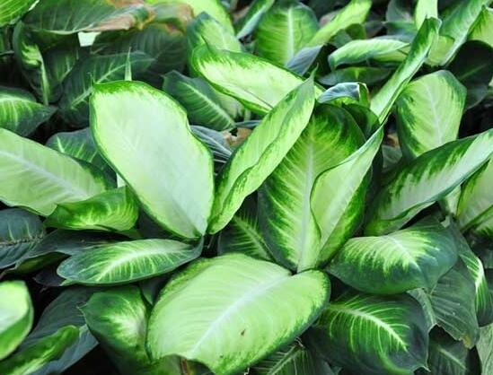 万年青插土里能活吗,嫩枝老枝插土里都可以活