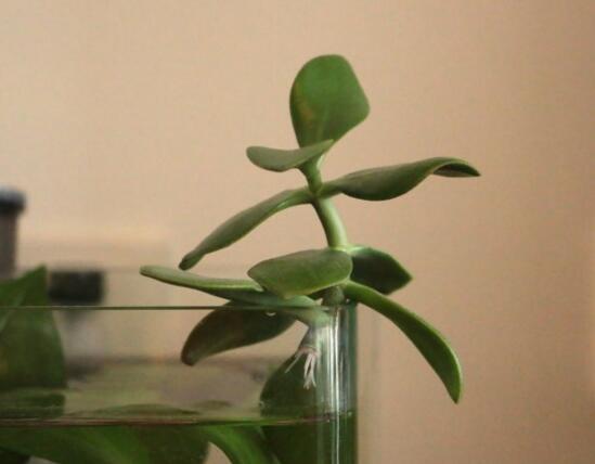 万年青插土里能活吗,嫩枝老枝插土里都可以活