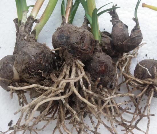 万年青插土里能活吗,嫩枝老枝插土里都可以活