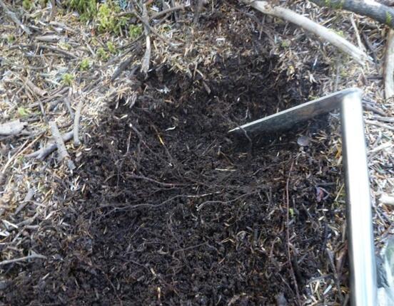 万年青插土里能活吗,嫩枝老枝插土里都可以活