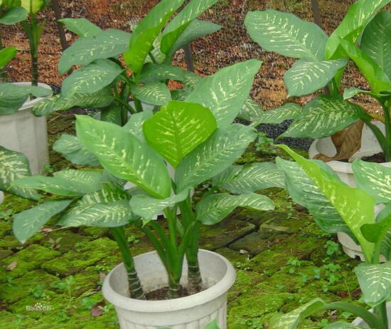 万年青插土里能活吗,嫩枝老枝插土里都可以活