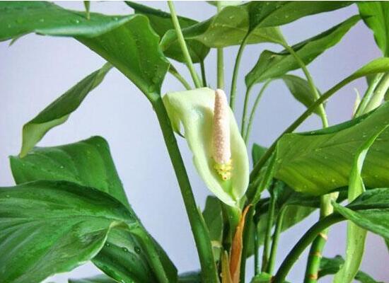 万年青插土里能活吗,嫩枝老枝插土里都可以活