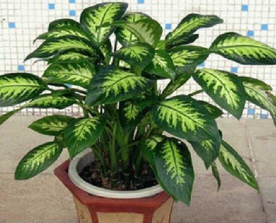 万年青插土里能活吗,嫩枝老枝插土里都可以活