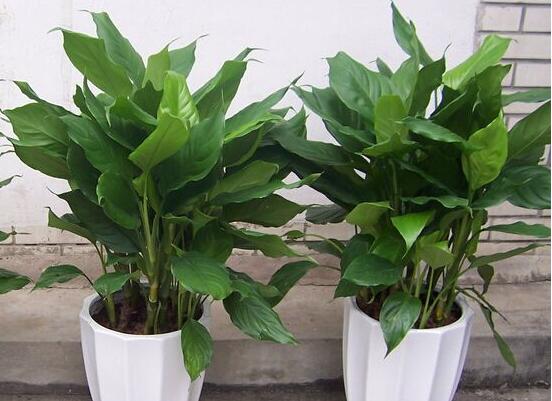 万年青如何扦插，万年青扦插办法图解