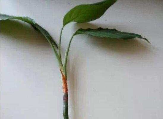 万年青如何扦插，万年青扦插办法图解