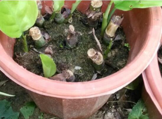 万年青如何扦插，万年青扦插办法图解