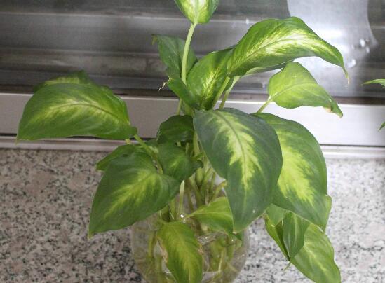 万年青如何扦插，万年青扦插办法图解