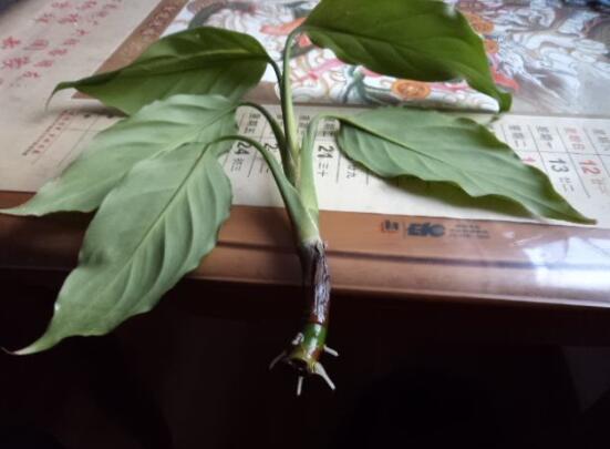 万年青如何扦插，万年青扦插办法图解