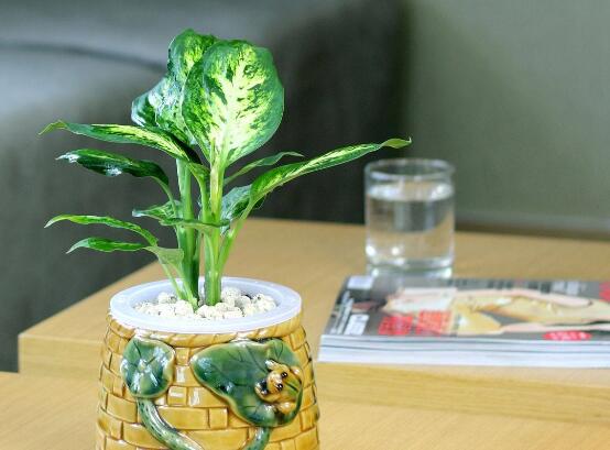 万年青如何扦插，万年青扦插办法图解