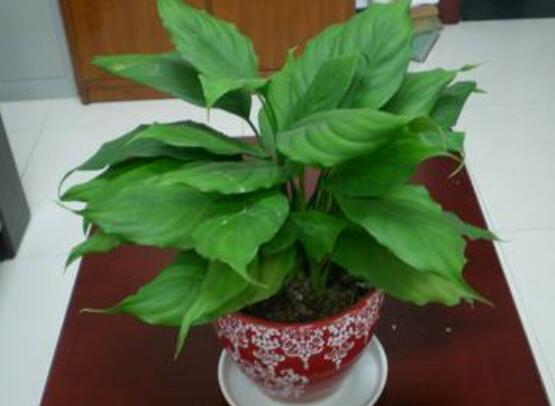 万年青如何扦插，万年青扦插办法图解