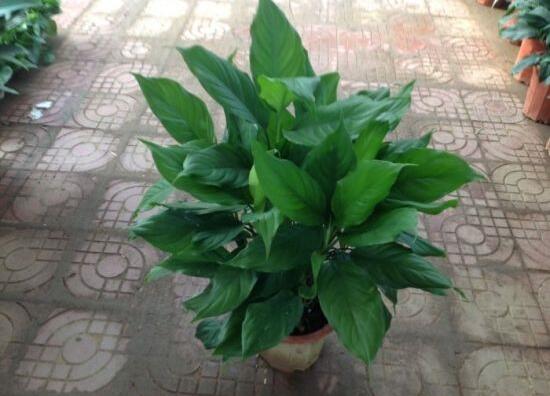 万年青如何扦插，万年青扦插办法图解