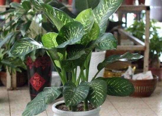 万年青长高了如何修剪,4大步骤让万年青枝繁叶茂