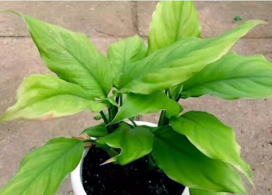 万年青长高了如何修剪,4大步骤让万年青枝繁叶茂