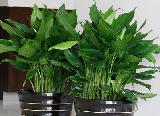 万年青长高了如何修剪,4大步骤让万年青枝繁叶茂