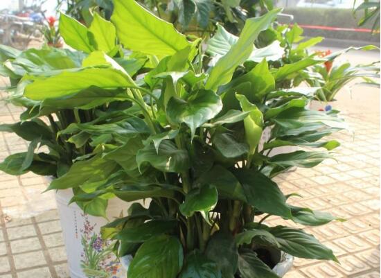 万年青长高了如何修剪,4大步骤让万年青枝繁叶茂