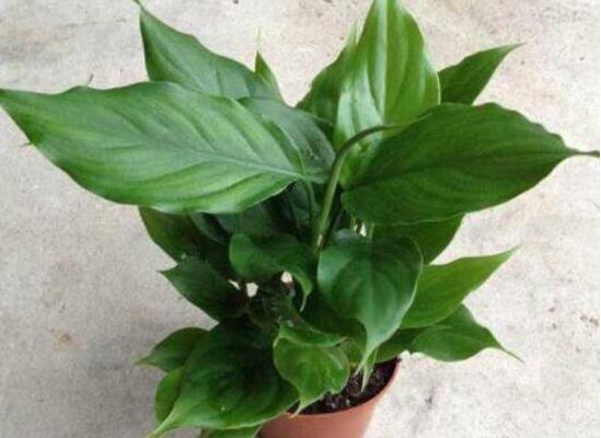 万年青长高了如何修剪,4大步骤让万年青枝繁叶茂