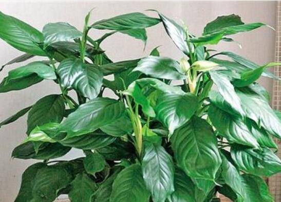 万年青长高了如何修剪,4大步骤让万年青枝繁叶茂