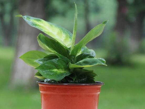 万年青长高了如何修剪,4大步骤让万年青枝繁叶茂